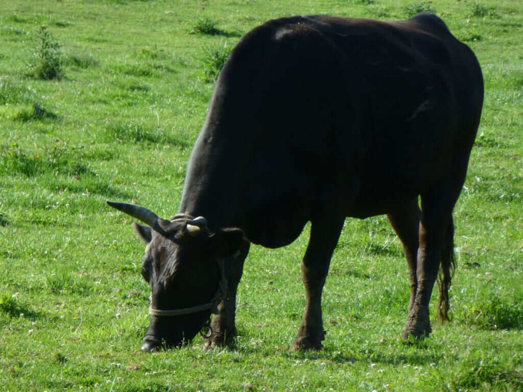 牛にはどんな品種がある 和牛や乳牛の違いは 焼肉マニアが解説 フードマニア Food Mania By 旭屋出版