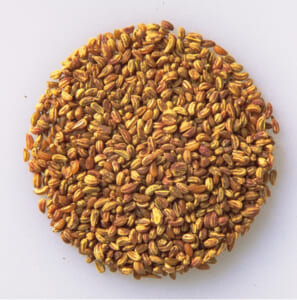 ヒングとはどんなスパイス カレーマニアが解説 フードマニア Food Mania By 旭屋出版