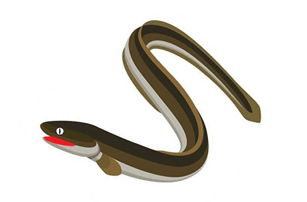 アナゴの刺身とは 旬の時期も含めてすしマニアが解説 フードマニア Food Mania By 旭屋出版