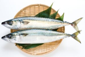 バッテラとはどんなもの?鯖寿司との違いは?和道一筋がわかりやすく解説 - フードマニア Food Mania by 旭屋出版