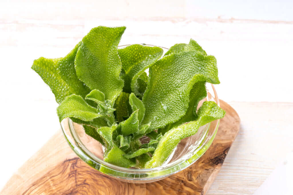 アイスプラントとはどんなもの？美味しい食べ方は？お宝食材探検隊がわかりやすく解説！ フードマニア Food Mania by 旭屋出版